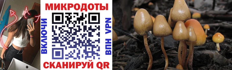 дарнет шоп  mega tor  Галлюциногенные грибы прущие грибы  Заводоуковск 
